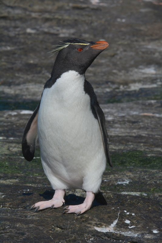 Image of Rockhopper Penguin