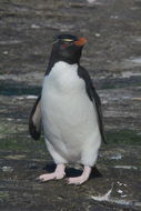 Image of Rockhopper Penguin