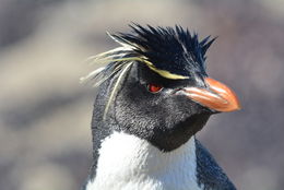 Image of Rockhopper Penguin