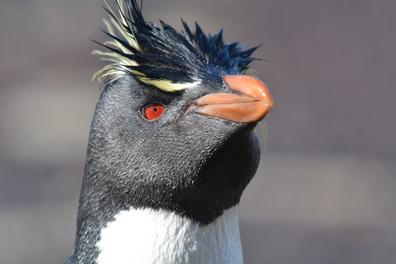 Image of Rockhopper Penguin