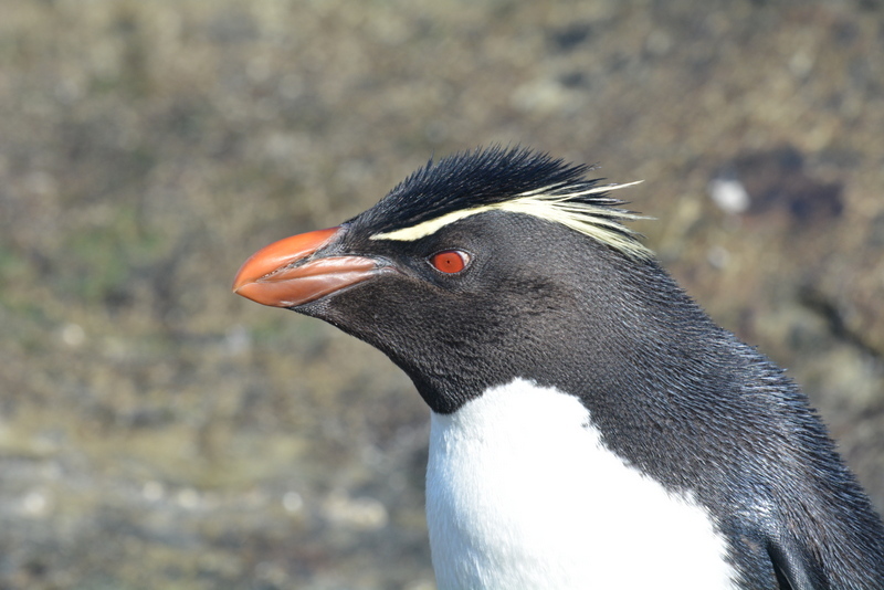 Image of Rockhopper Penguin