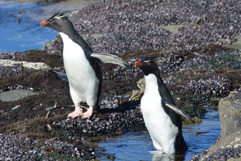 Image of Rockhopper Penguin