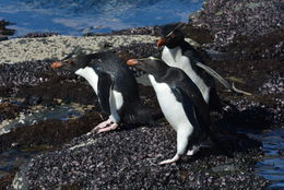 Image of Rockhopper Penguin