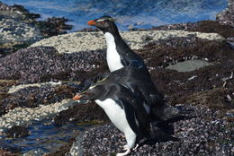 Image of Rockhopper Penguin