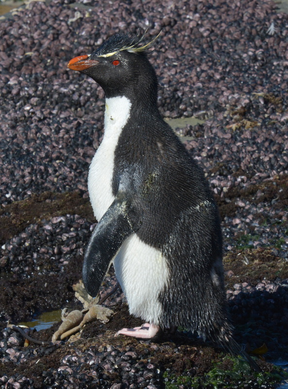 Image of Rockhopper Penguin