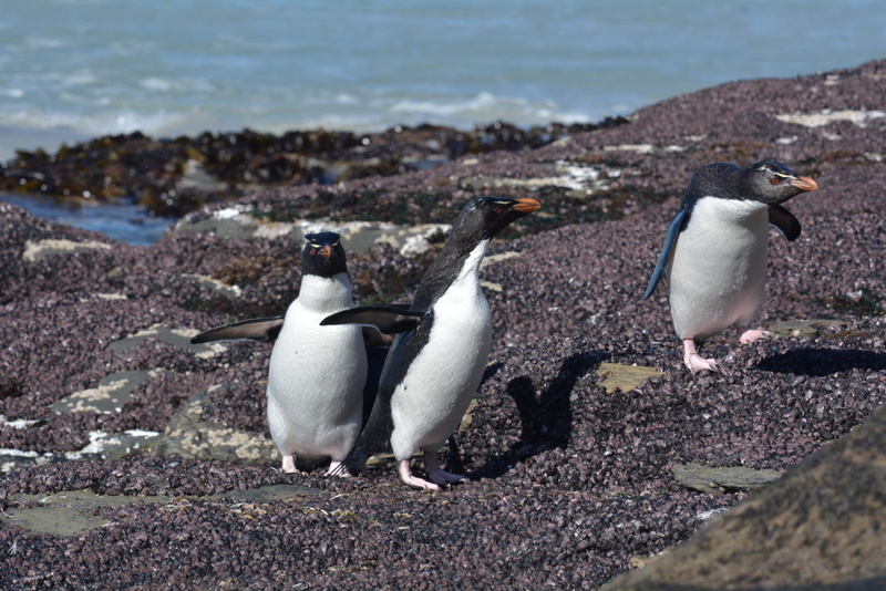 Image of Rockhopper Penguin