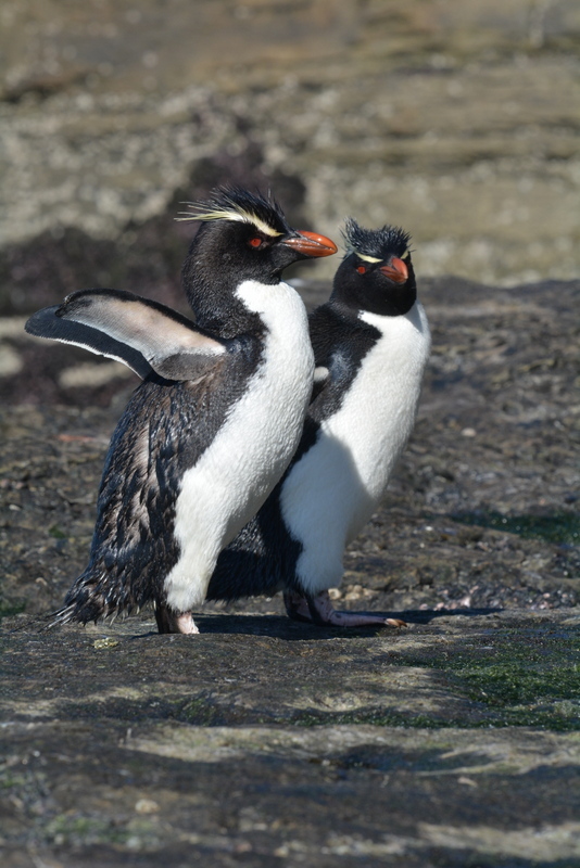 Image of Rockhopper Penguin