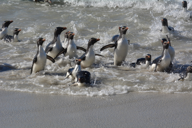 Image of Rockhopper Penguin