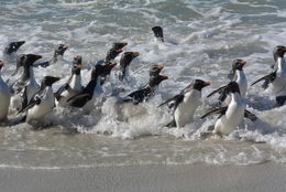 Image of Rockhopper Penguin