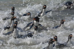 Image of Rockhopper Penguin