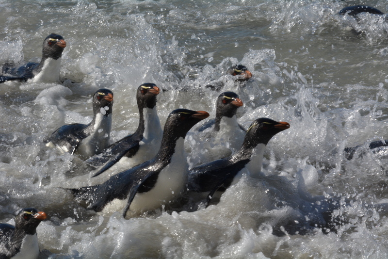 Image of Rockhopper Penguin