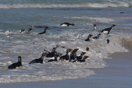 Image of Rockhopper Penguin