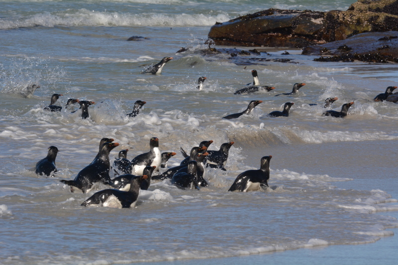 Image de Gorfou sauteur