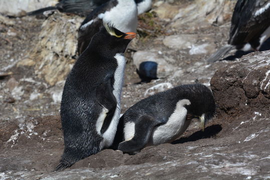 Image of Rockhopper Penguin