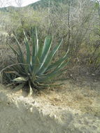 Image of Baja California Sur Agave