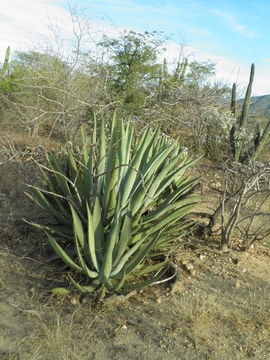 Agave aurea Brandegee resmi