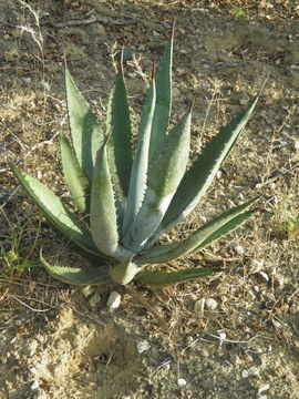 Image of Baja California Sur Agave