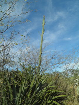 Agave aurea Brandegee resmi