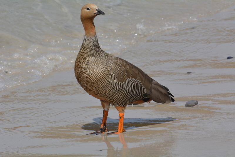 Image of Ruddy-headed Goose