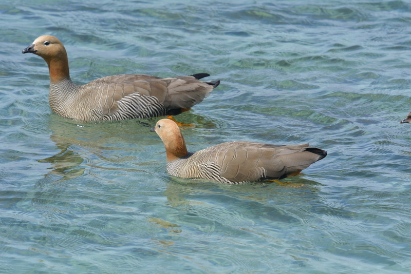 Image of Ruddy-headed Goose