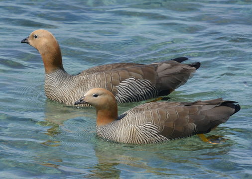 Image of Ruddy-headed Goose