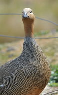 Image of Ruddy-headed Goose