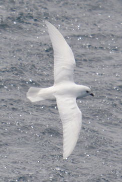 Image of Snow Petrel