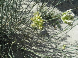 Image of rush milkweed