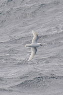 Image of Snow Petrel