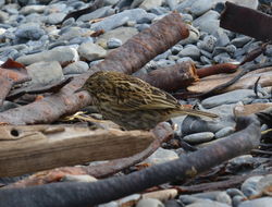 Image of South Georgia Pipit