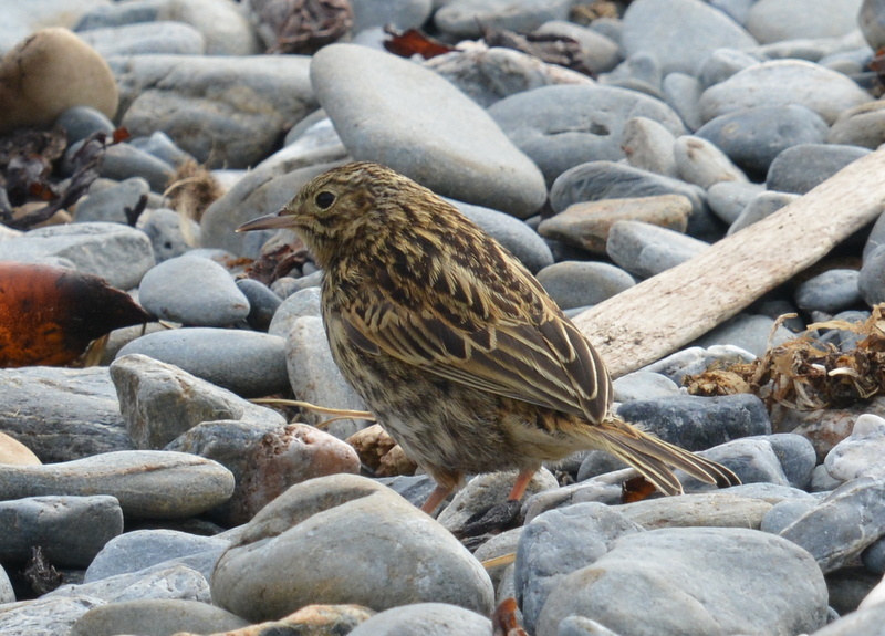 Image of South Georgia Pipit