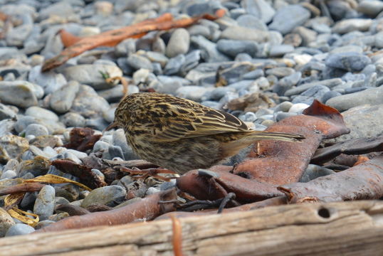 Image of South Georgia Pipit