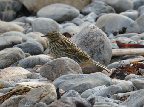 Image of South Georgia Pipit