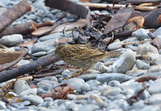 Image of South Georgia Pipit