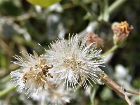 Image de <i>Bebbia atriplicifolia</i>