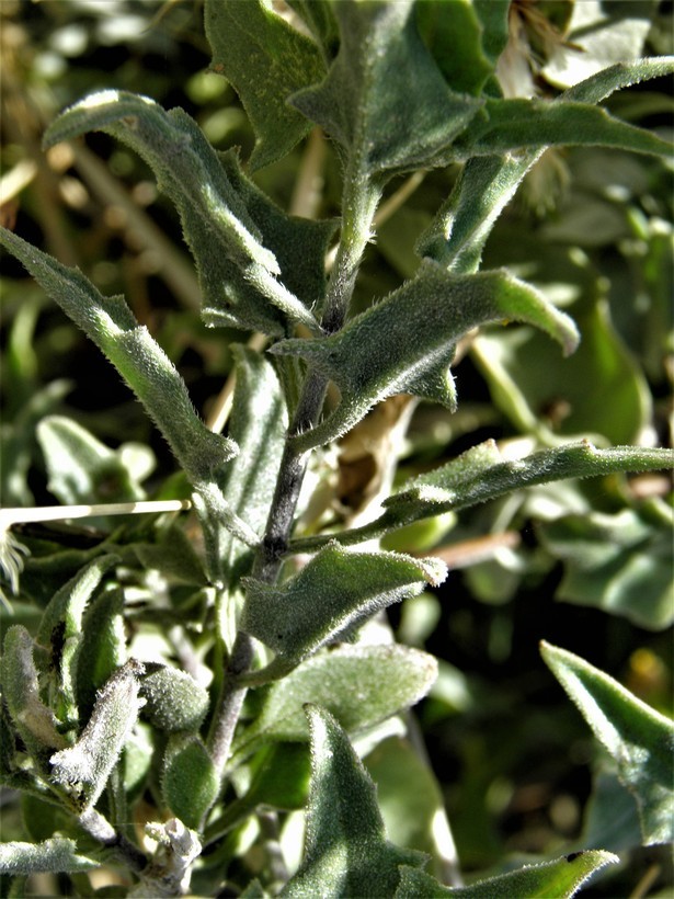 Image of <i>Bebbia atriplicifolia</i>