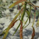 Image of Prosopis articulata S. Watson