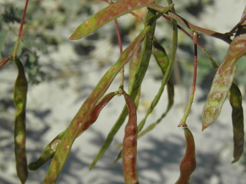 Image of Prosopis articulata S. Watson