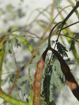 Image of Prosopis articulata S. Watson