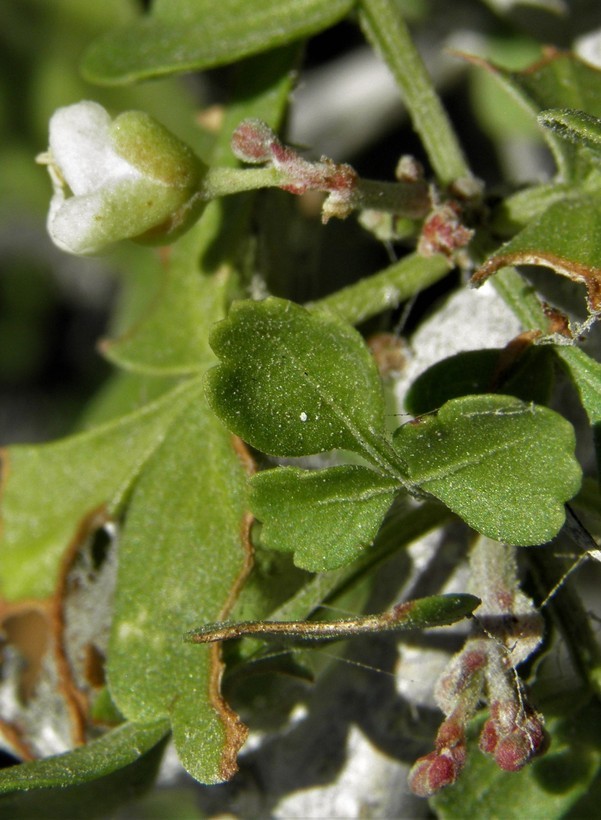 Image of <i>Cardiospermum spinosum</i>