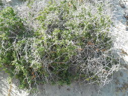 Image of <i>Cardiospermum spinosum</i>