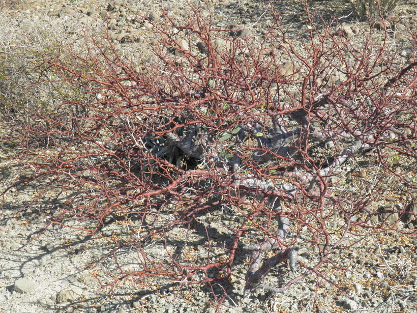 Image of Bursera hindsiana (Benth.) Engl.