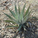 Sivun Agave sobria subsp. roseana (Trel.) Gentry kuva