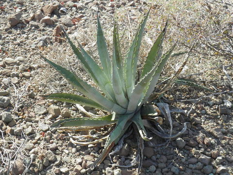 Слика од Agave sobria subsp. roseana (Trel.) Gentry