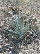 Слика од Agave sobria subsp. roseana (Trel.) Gentry