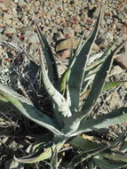 Слика од Agave sobria subsp. roseana (Trel.) Gentry