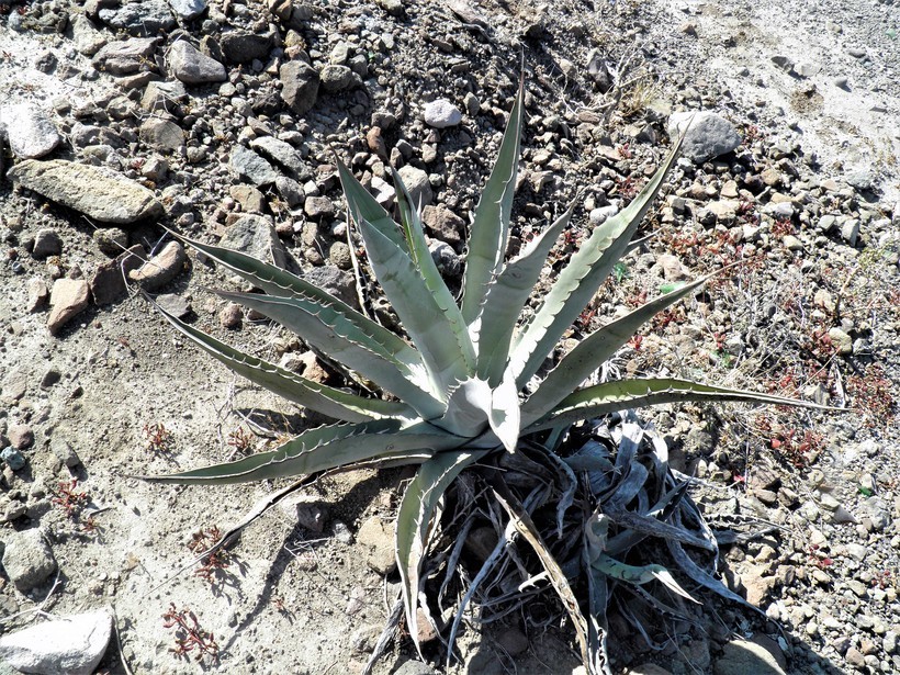 Слика од Agave sobria subsp. roseana (Trel.) Gentry