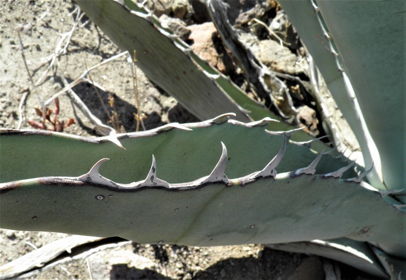 Слика од Agave sobria subsp. roseana (Trel.) Gentry