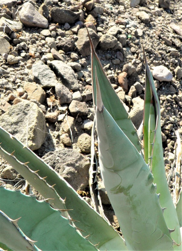 Слика од Agave sobria subsp. roseana (Trel.) Gentry