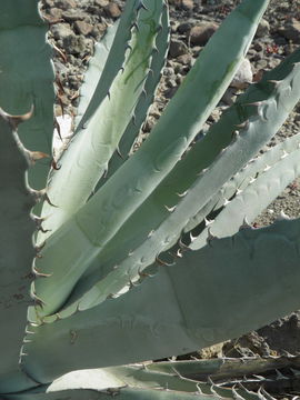 Слика од Agave sobria subsp. roseana (Trel.) Gentry